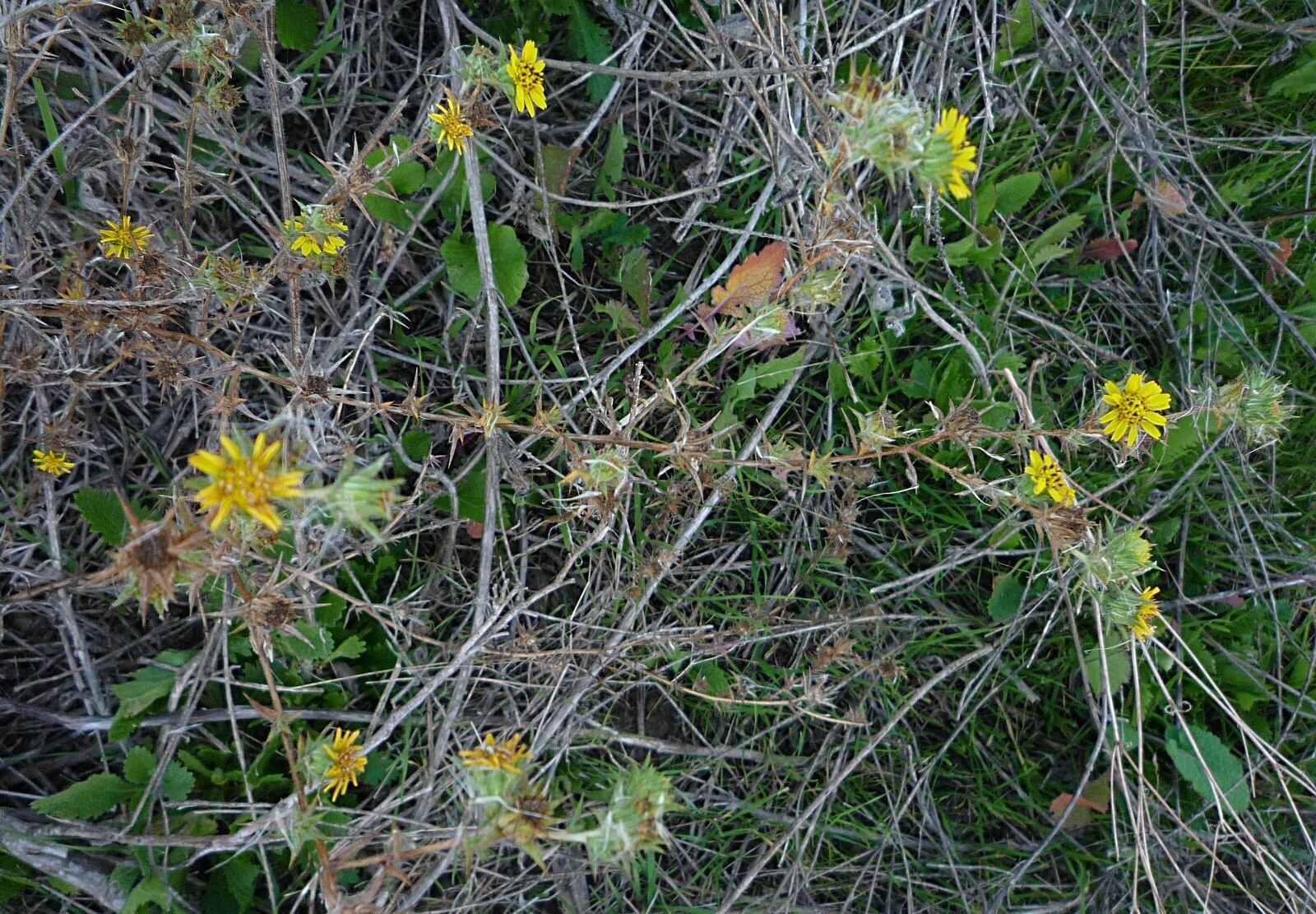 High Resolution Centromadia parryi Plant